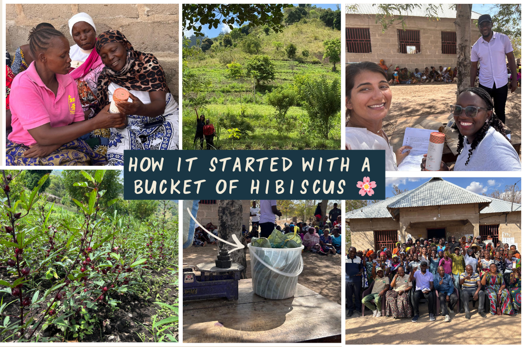 How It Started with a Bucket of Hibiscus
