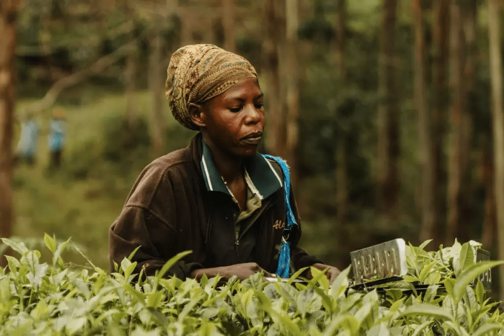 The Quest for Green Tea in Tanzania - Kazi Yetu