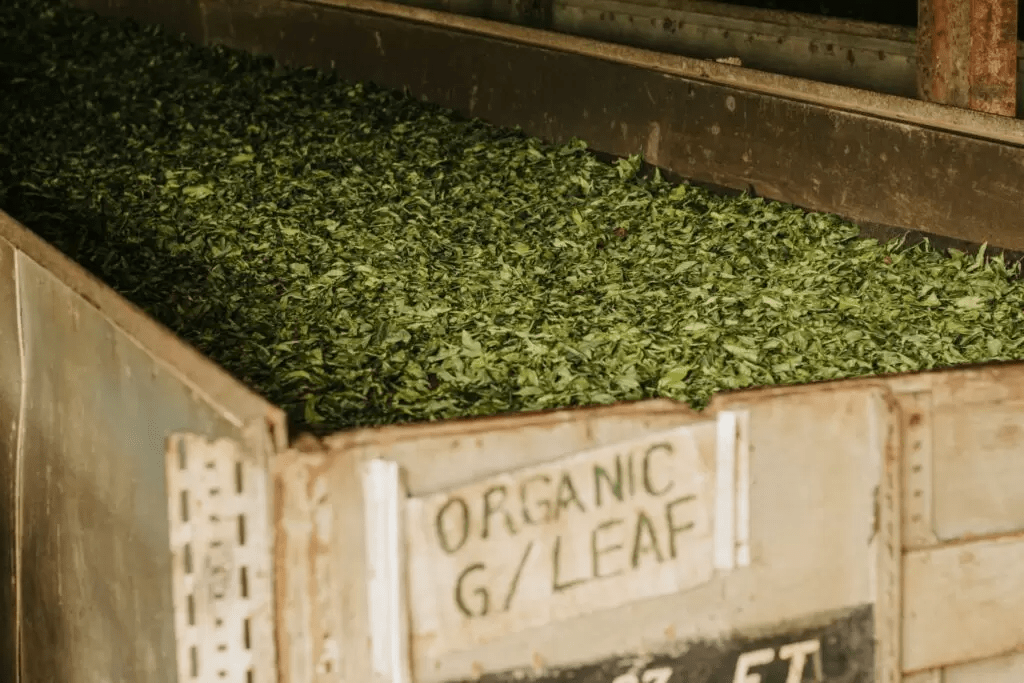 World Environment Day: Our Journey to Getting Organic Certified! - Kazi Yetu