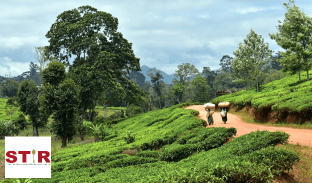 STiR: Tanzania’s Tea Transformation - Kazi Yetu
