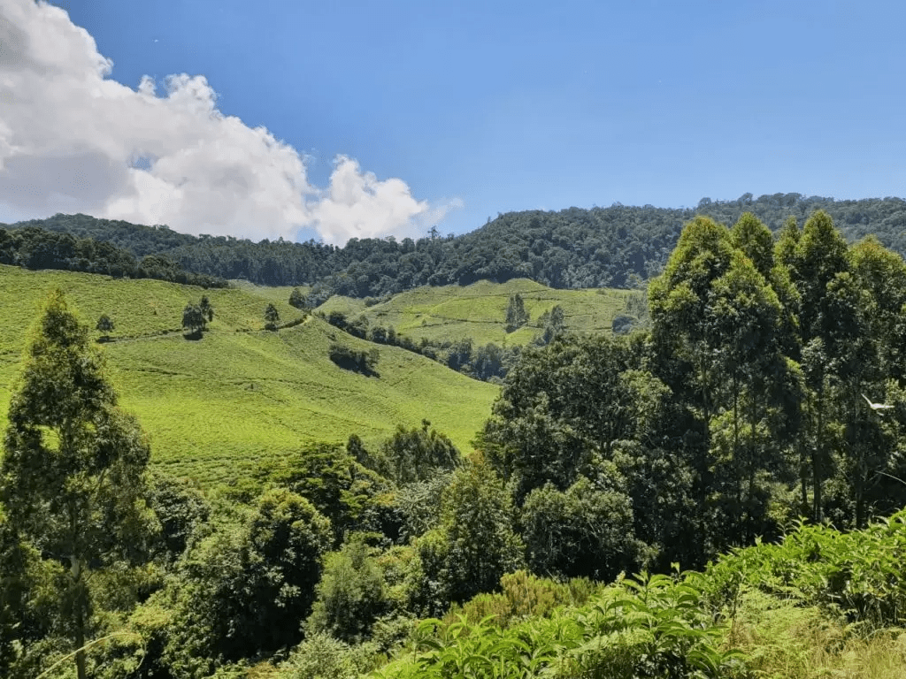 Plant a tree to reduce your tea’s carbon footprint - Kazi Yetu