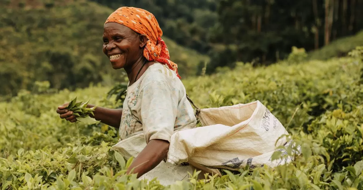 Female tea farmer plucking fresh tea leaves with her hands.