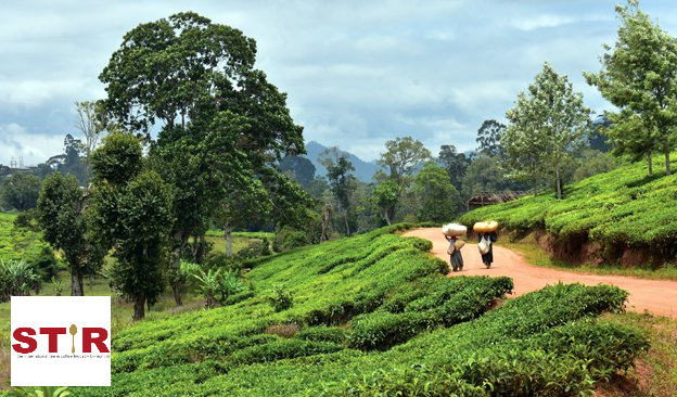 STiR: Tanzania’s Tea Transformation