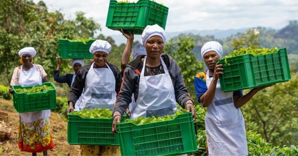 4 Tanzanian women tea farmer are carrying fresh tea leaves