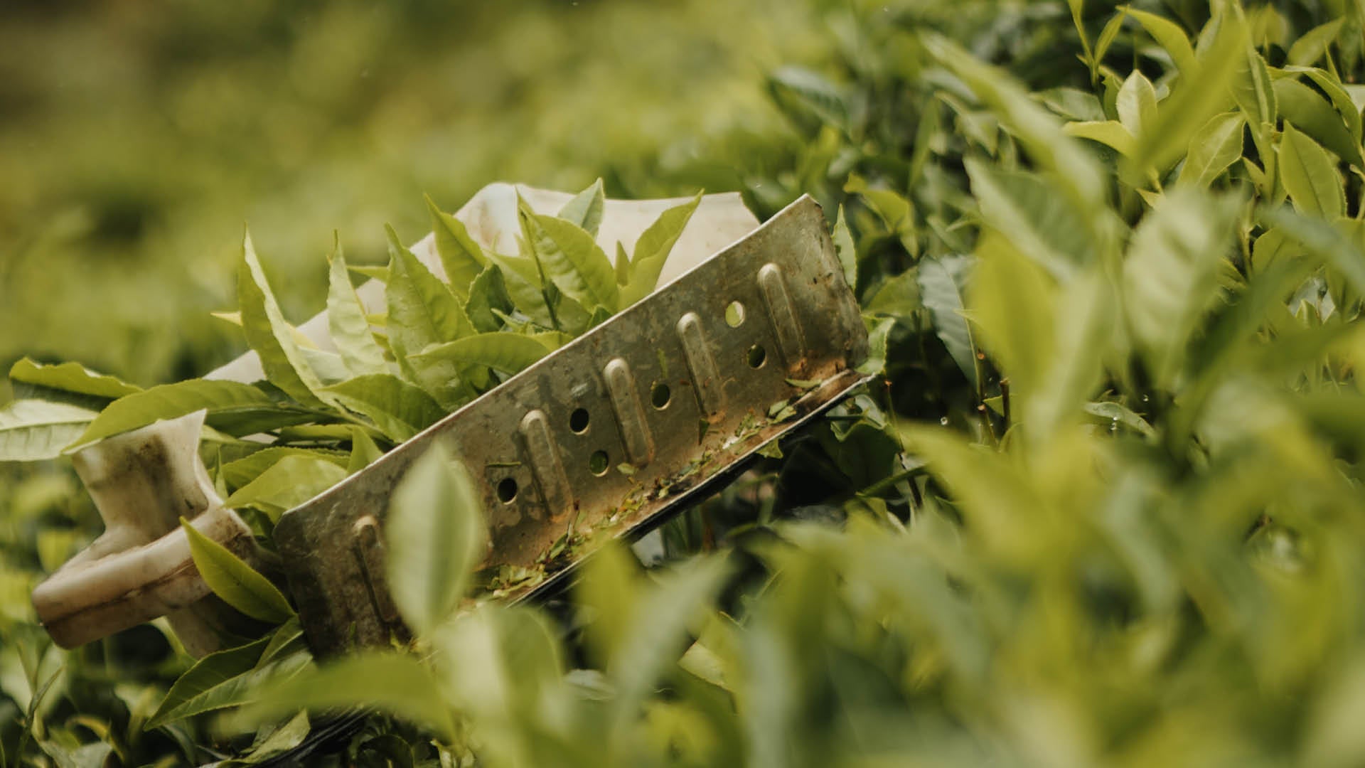 Fresh green tea leaves straight from the tea field