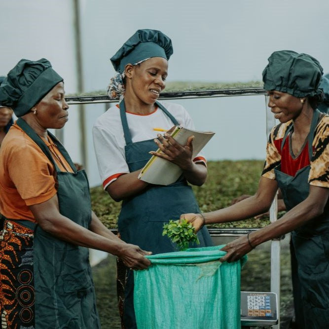 Kazi Yetu Sakare tea factory workers taking count of tea leaves