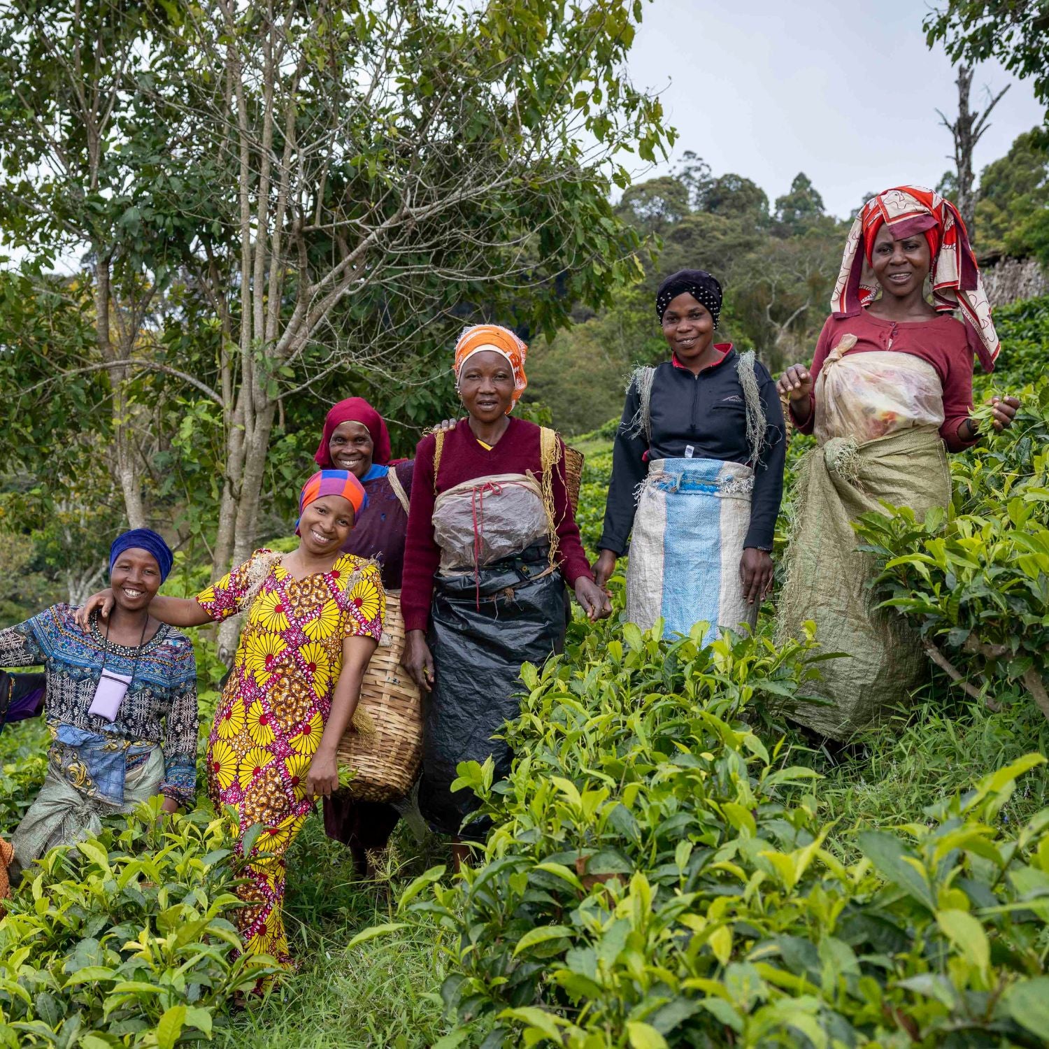 Happy Sakare cooperative women tea farmers in tea field