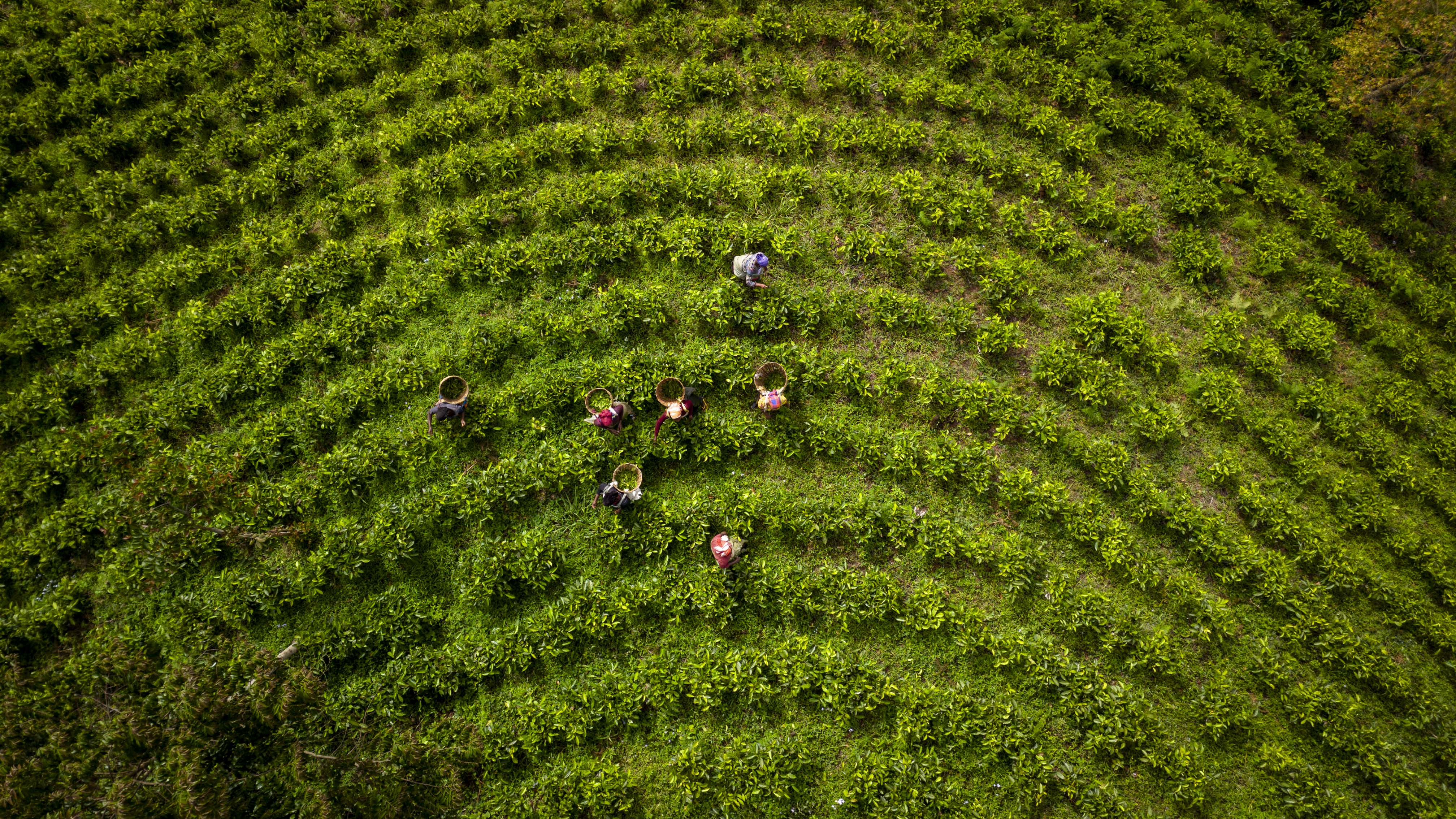 Tanzanian tea fields and tea pluckers from above