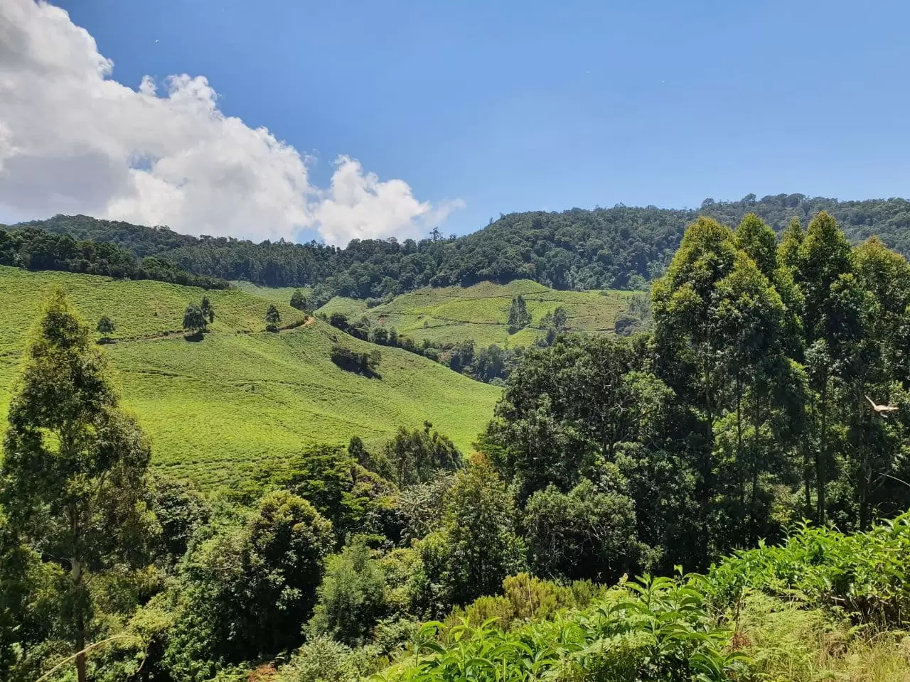 Tanzanian tea farms in the Usambara mountains